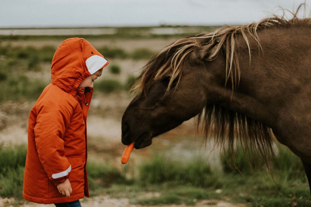 Boy in coat feeding carrot to horse