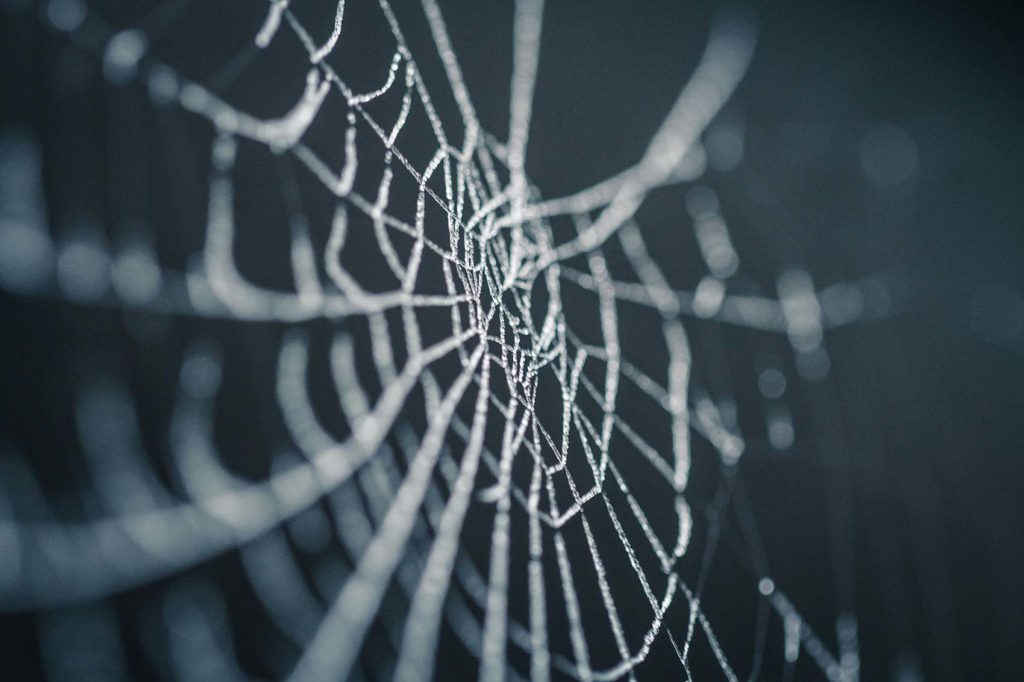 Spider web with dew on it
