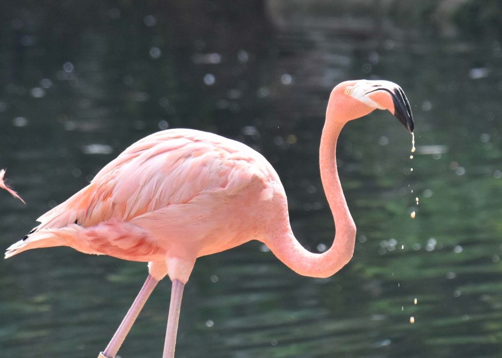 Pink flamingo in front of pond