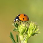 Ladybug on young plant