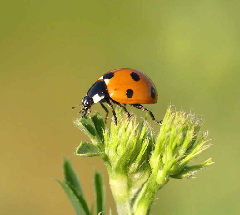 Ladybug on young plant