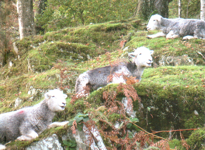 Three Herdwick lambs lying on a grassy hill