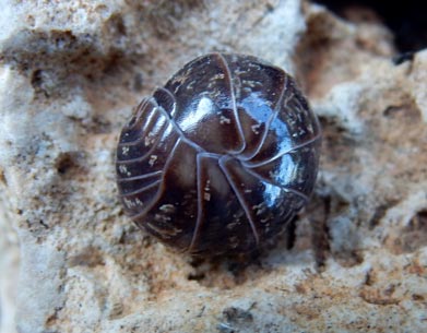 Roly poly bug