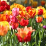 Flowers (tulips) in many colors