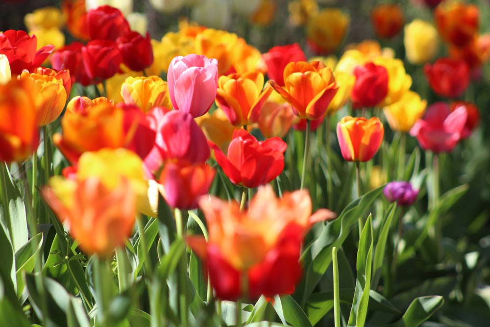 Flowers (tulips) in many colors