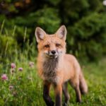 Fox in field