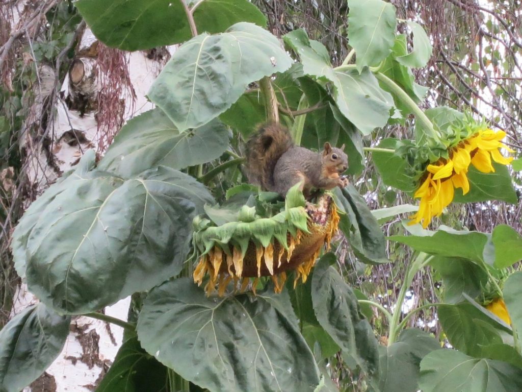 Squirrel sitting on sunflower eating seeds