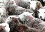 Herd of Herdwick lambs