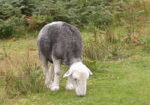 Herdwick lamb grazing
