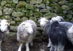Herdwick lambs by a rock wall