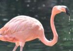 Pink flamingo in front of pond