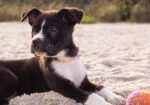 Puppy lying on sand with ball