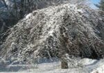 Camperdown elm tree in winter with snow