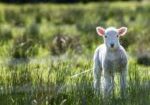White lamb in field
