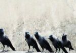 Group of crows on a ledge