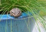 Frog sitting on edge of planter