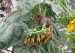 Squirrel sitting on sunflower eating seeds