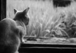 Grey cat looking out window